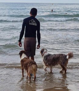 Nuestros Pastores Australianos en la playa