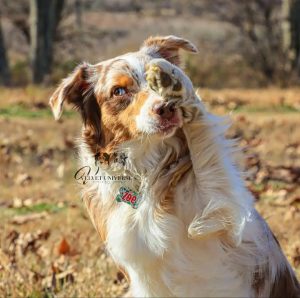 La estimulación mental en el pastor Australiano