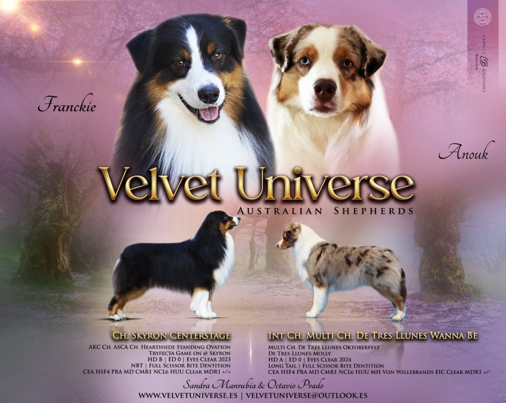 Ch Skyron Centerstage ( FRANCKIE) × Intern. Ch. Multi Ch. De Tres Llunes Wanna Be (ANOUK)