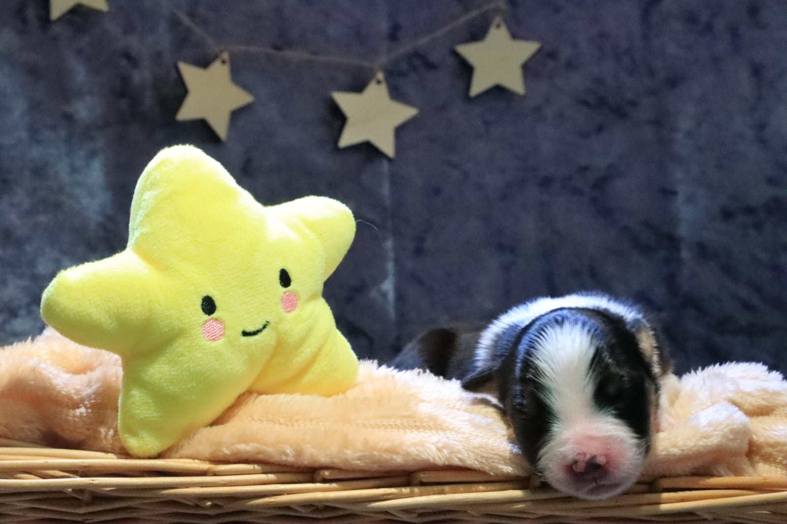 Velvet Universe A kind of Magic ( QUEEN)