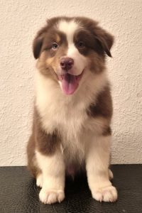 Cachorro de pastor australiano Velvet Universe