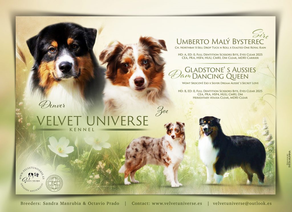Cachorros Velvet Universe