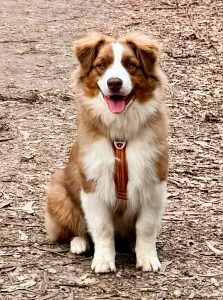 Raza pastor Australiano, Velvet Universe