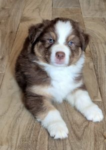 Cachorro Velvet Universe