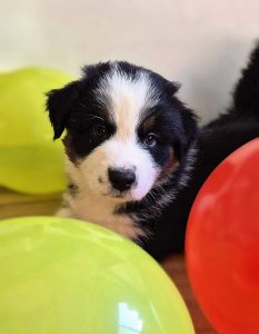 Velvet Universe a Warrior in the Million Cachorro Velvet Universe