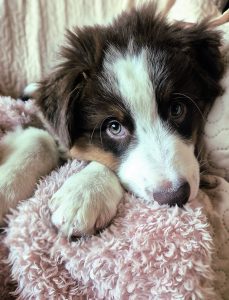 Velvet Universe Addiction to the Red